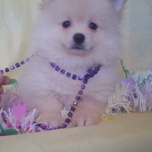 Meet your Posher, Diane